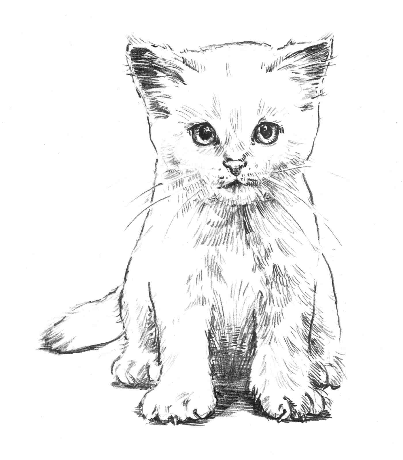 Kitten