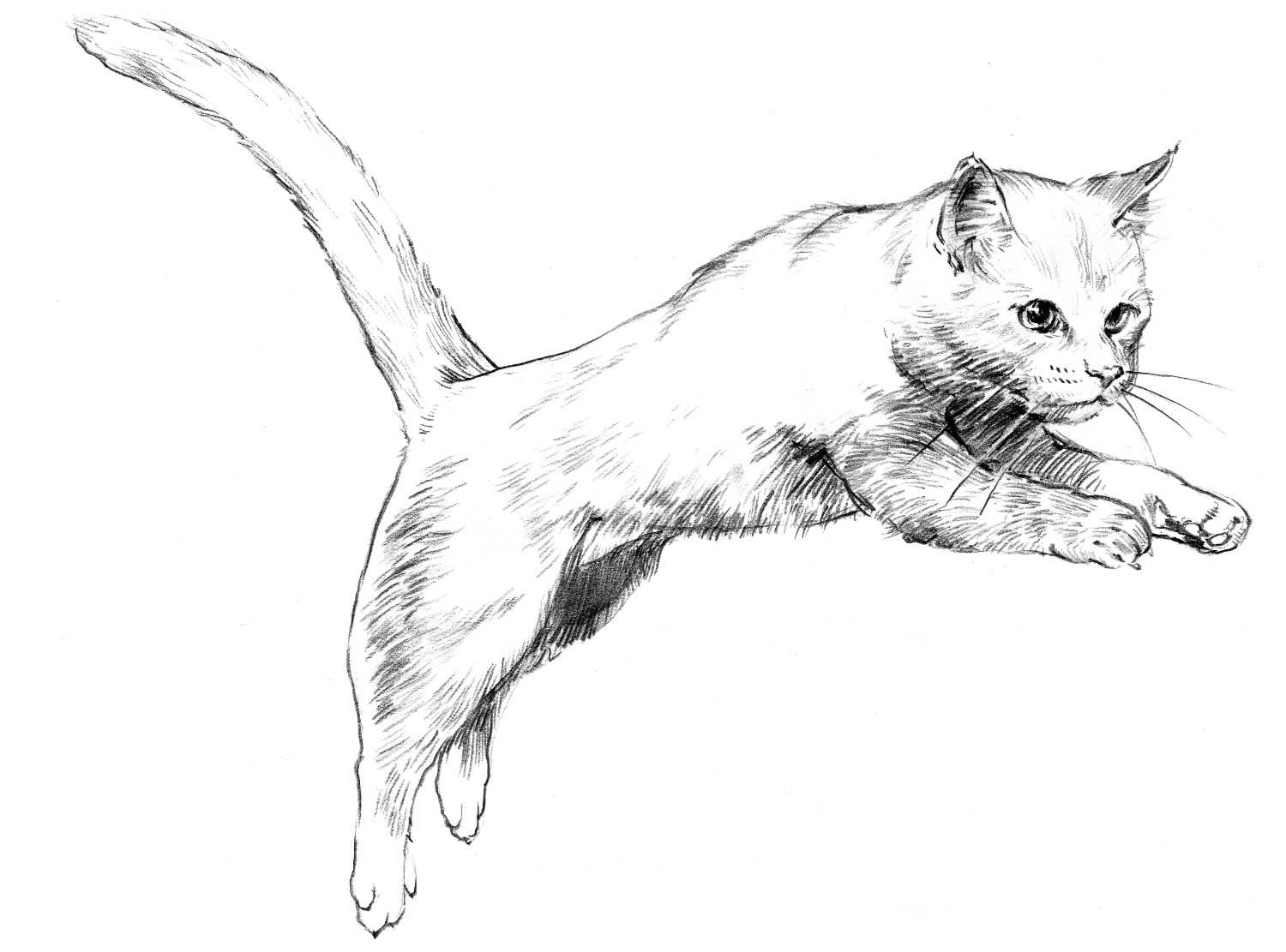 Adult