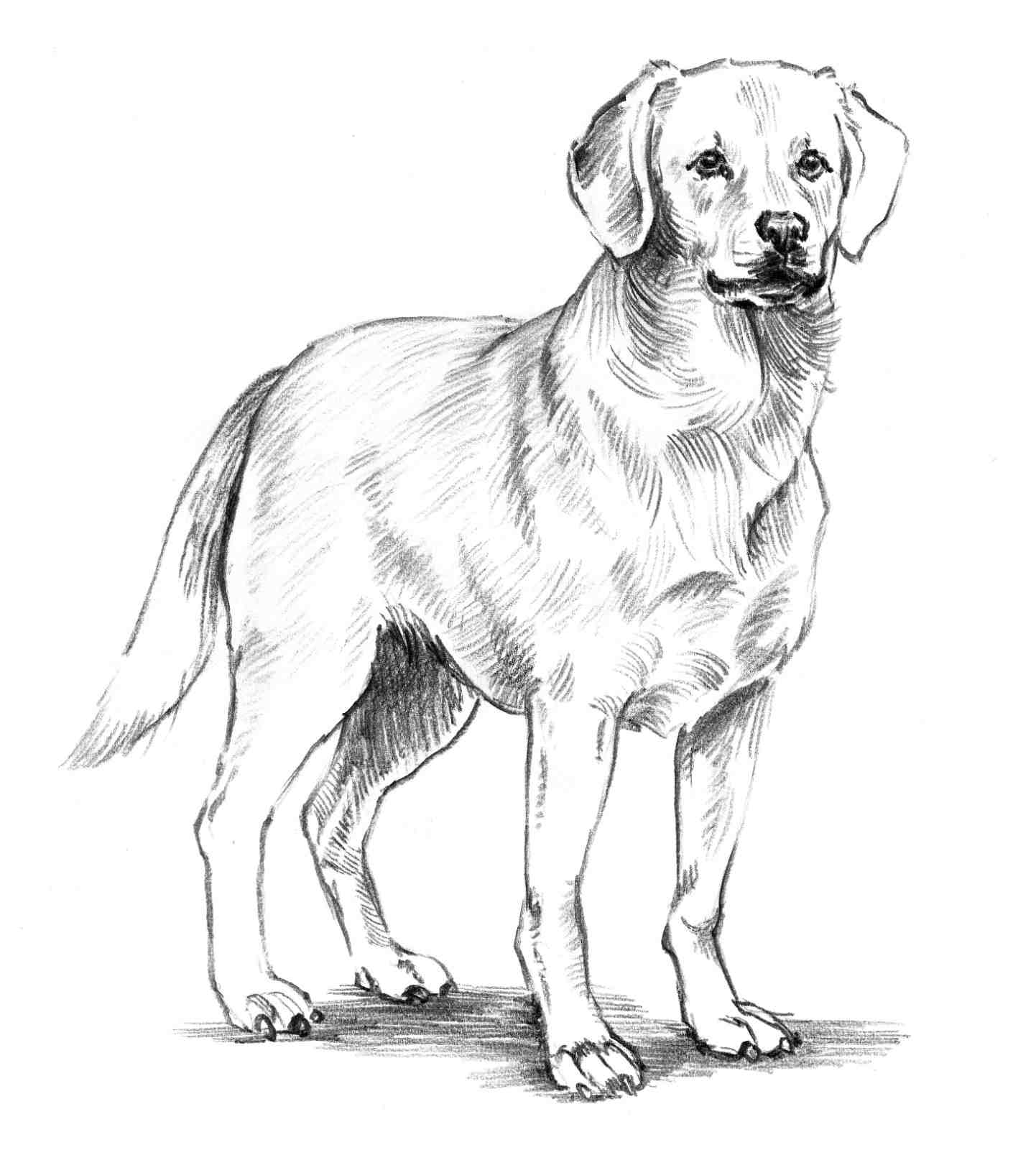 Adult