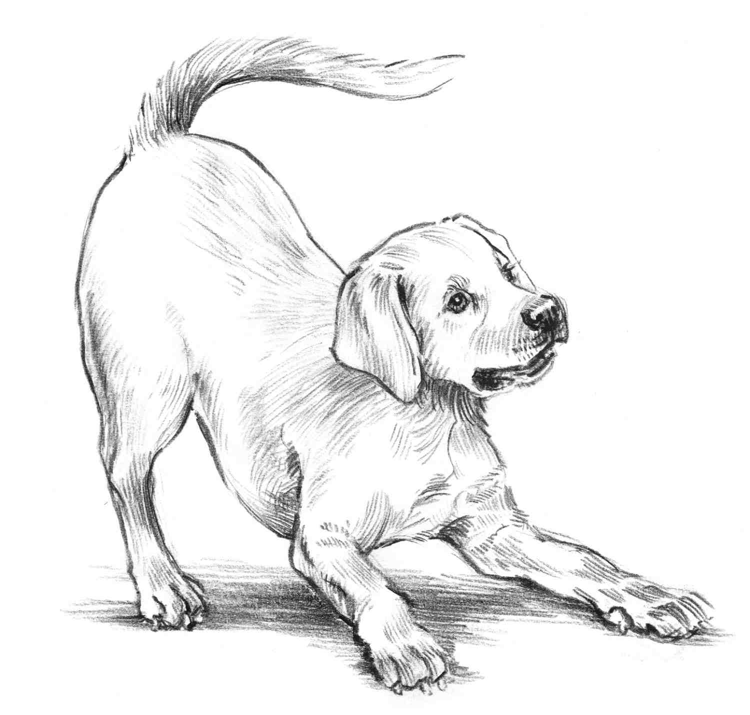 Junior